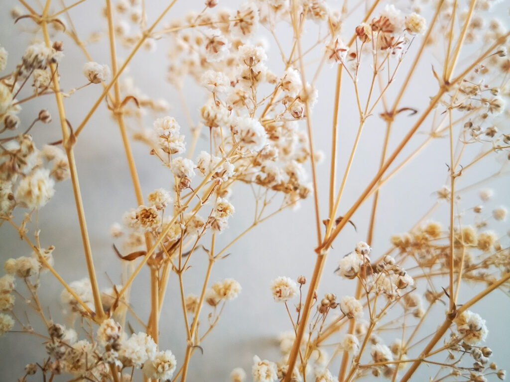 Golden dry plants filling the frame against a slightly blue background.