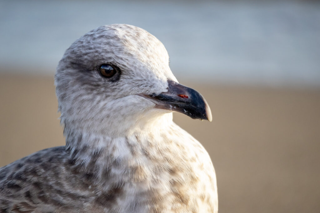 Close-up of a young seagull standing on the beach, facing right