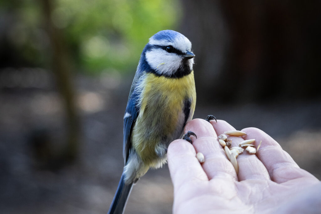 Blue tit bird perched on a hand with seeds, forest background.