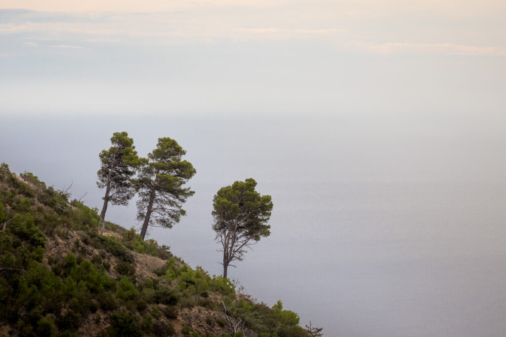 Three trees on a sloped hill with the ocean in the background and a sky with scattered clouds.